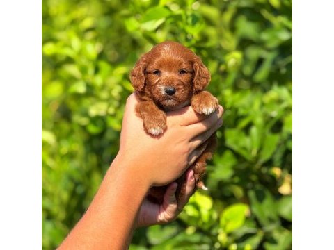 Teslime hazır maltipoo köpekler