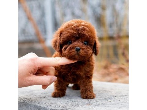 Korean toy poodle yavrularım