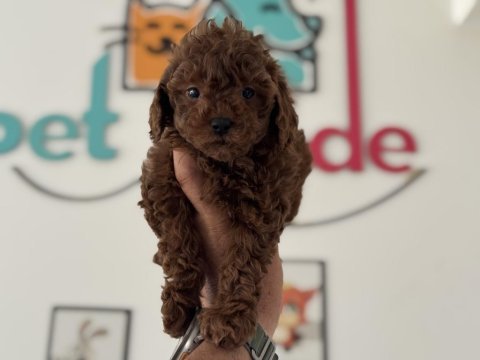 Petmode köpek çiftliğinde ziyarete açık toy poodle