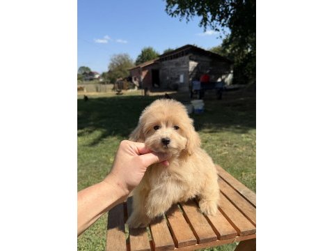 Güzeller güzeli maltipoo kızımız