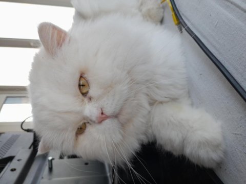 Ücretsiz british longhair erkek