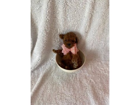 Müthiş kore poodle yavruları