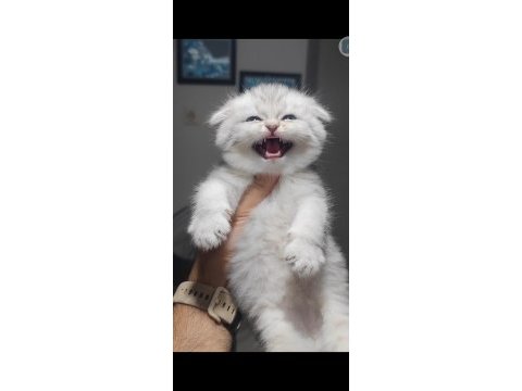 Scottish fold kedimiz