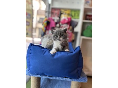 Top kafa kısa kulak white bicolor british shorthair
