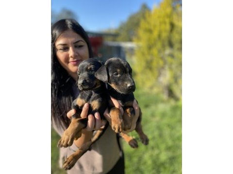 Üst kalite king doberman yavrularım