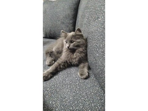 3 aylık erkek british longhair