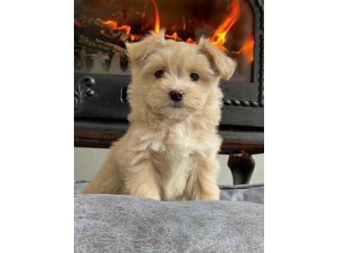 İpeksi tüylü neşe küpü maltipoo yavruları