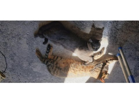 Duman yuva arıyor british shorthair