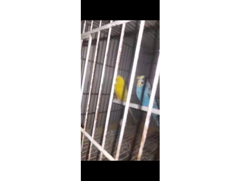 Hazır eş muhabbet kuşu takım