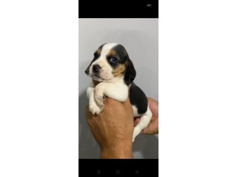 Beagle yavrular