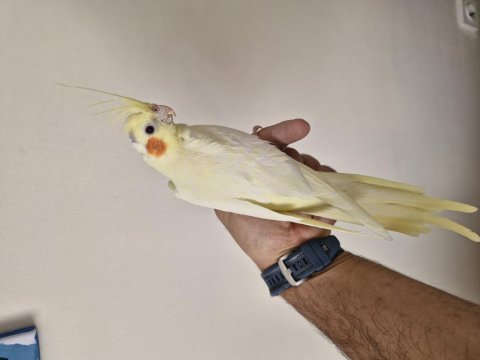 Dişi uysal ele alışkın sultan papağanı