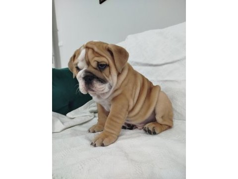 Anatomi harikası ingiliz bulldog bebekler