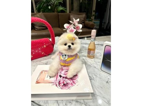 Üst düzey thailand menşei boo