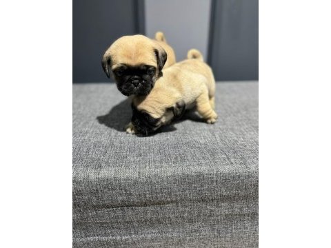 Minik krem pug bebekler