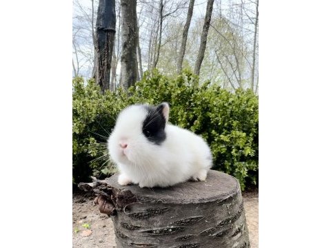 Süper netherland dwarf cüce tavşanlar