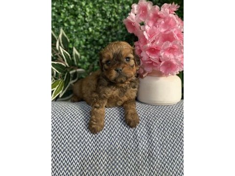 Maltipoo yavrularım sağlık ve ırk garantilidir