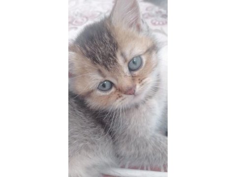 2 buyuk british shorthair