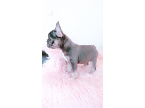 French bulldog kızımız yeni yuvasını arıyor