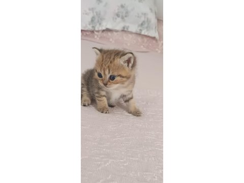 British shorthair tabby