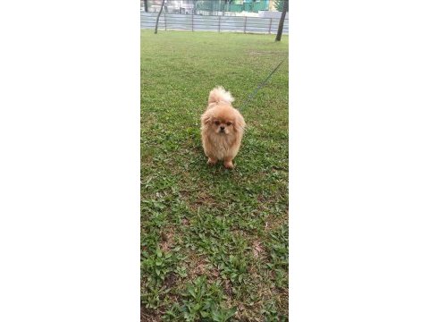 Dünyalar tatlısı bebek pekinezimiz max