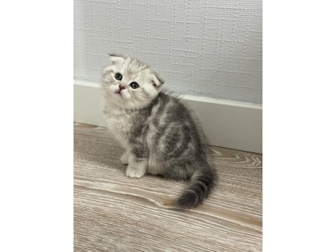 A+ kalite scottish fold 1 aylık