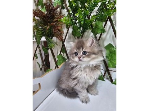 2 aylık british longhair yavrularımız