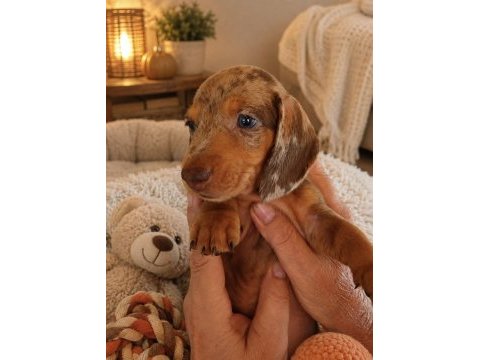 Dişi nadir renk merle dachshund yavrumuz