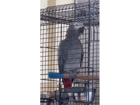 Kelimede sınır yok jako papağanı