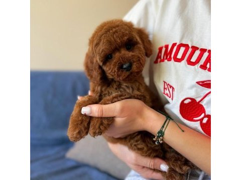 Toy poodle yavrularımız 81 ile gönderim mevcuttur