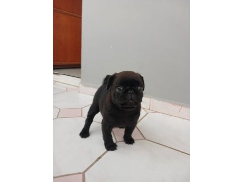 Siyah pug