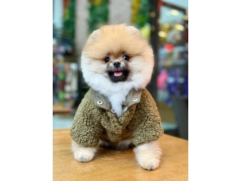 Teddy bear pomeranian boo yakışıklı