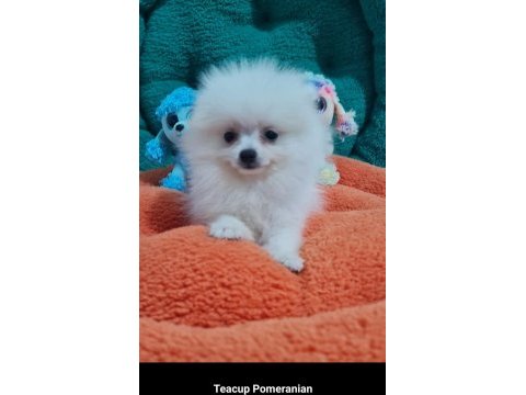 Mini boy teacup boo pomeranian