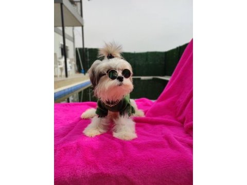 Yavru morkie
