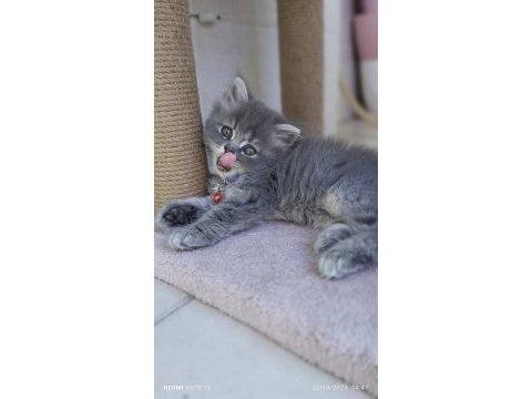 Acil sahiplendirme 50 günlük british longhair