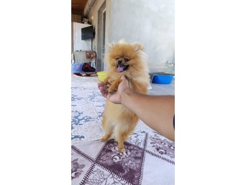 Pomeranian boo erkek ve dişi yavrularım