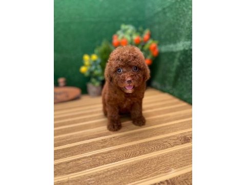 Toy poodle bebekler referans yavru