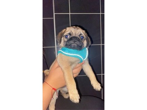 Orjinal pug yavru 2 aylık erkek