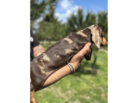Kaliteli dachshund yavrularımız