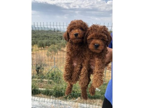 Toy poodle bebişler