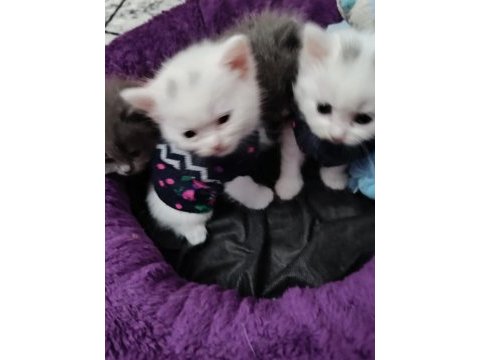 British longhair kedisi sahiplendirme