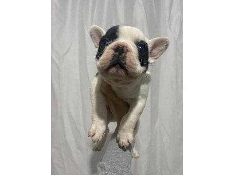 Sağlık garantili french bulldog yavrular