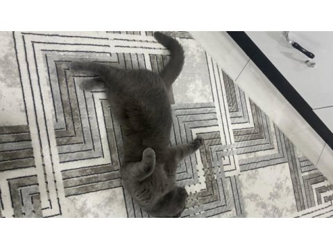 Scottish fold kedisi 1 yaşında