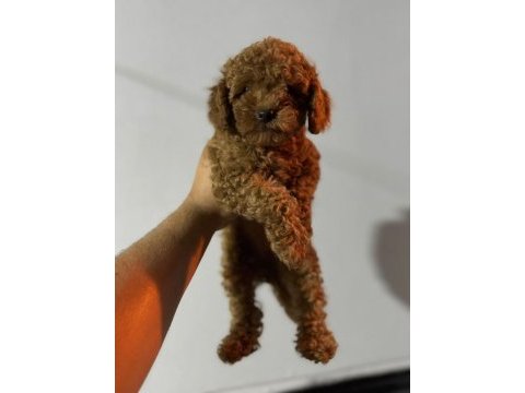 Toy poodle bebeklerimiz
