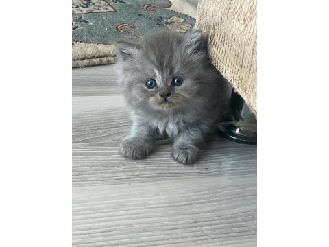 İki aylık british longhair iki yavru