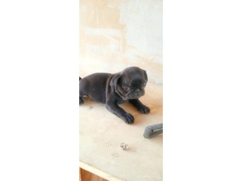Pug yavrular