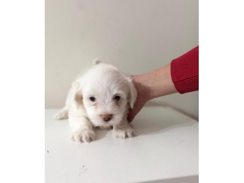 Maltese minikler