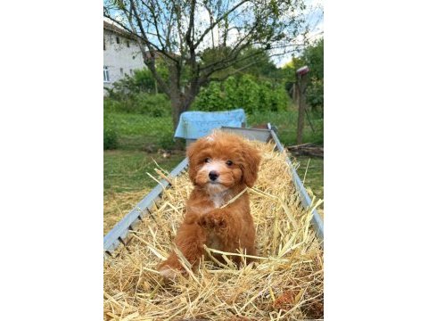 Biblo maltipoo gülen yüz