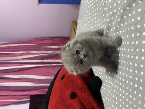 Kendi safkan scottish fold yavrularım