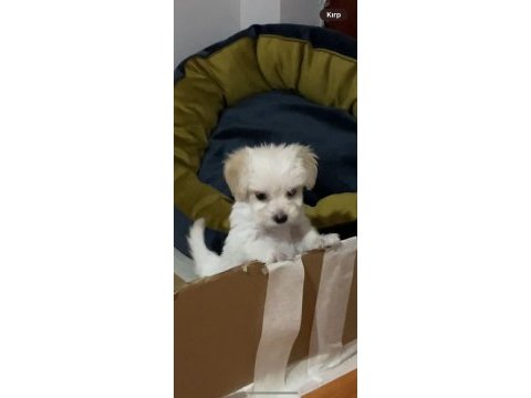 Yeni yavru köpekler sahiplerini bekliyorlar
