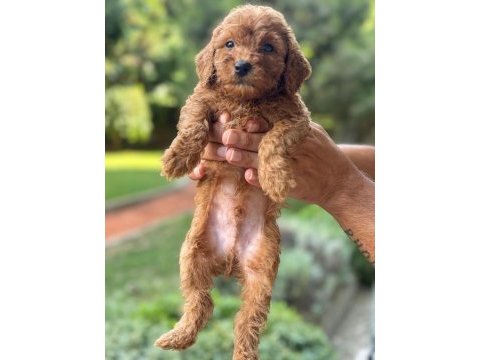 Toy poodle 2 erkek